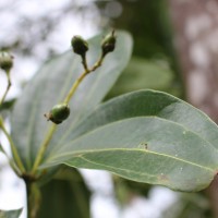 Cinnamomum